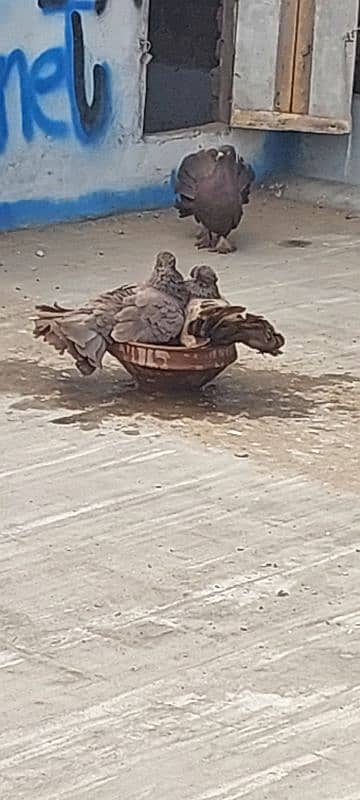 laka pigeons