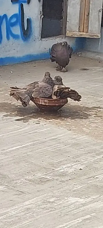 laka pigeons — photo 2