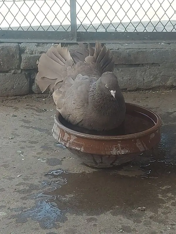 laka pigeons — photo 3