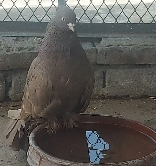 laka pigeons — photo 4
