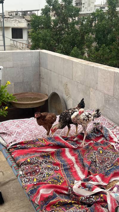 Aseel mianwali chicks | Trio for sale
