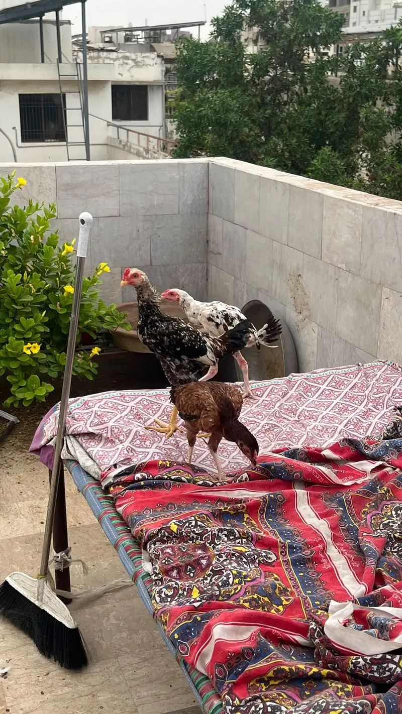 Aseel mianwali chicks | Trio for sale — photo 2