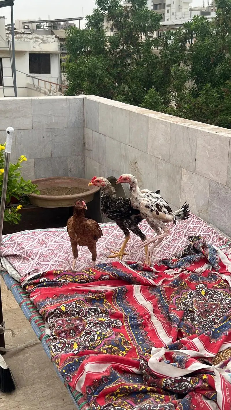 Aseel mianwali chicks | Trio for sale — photo 3