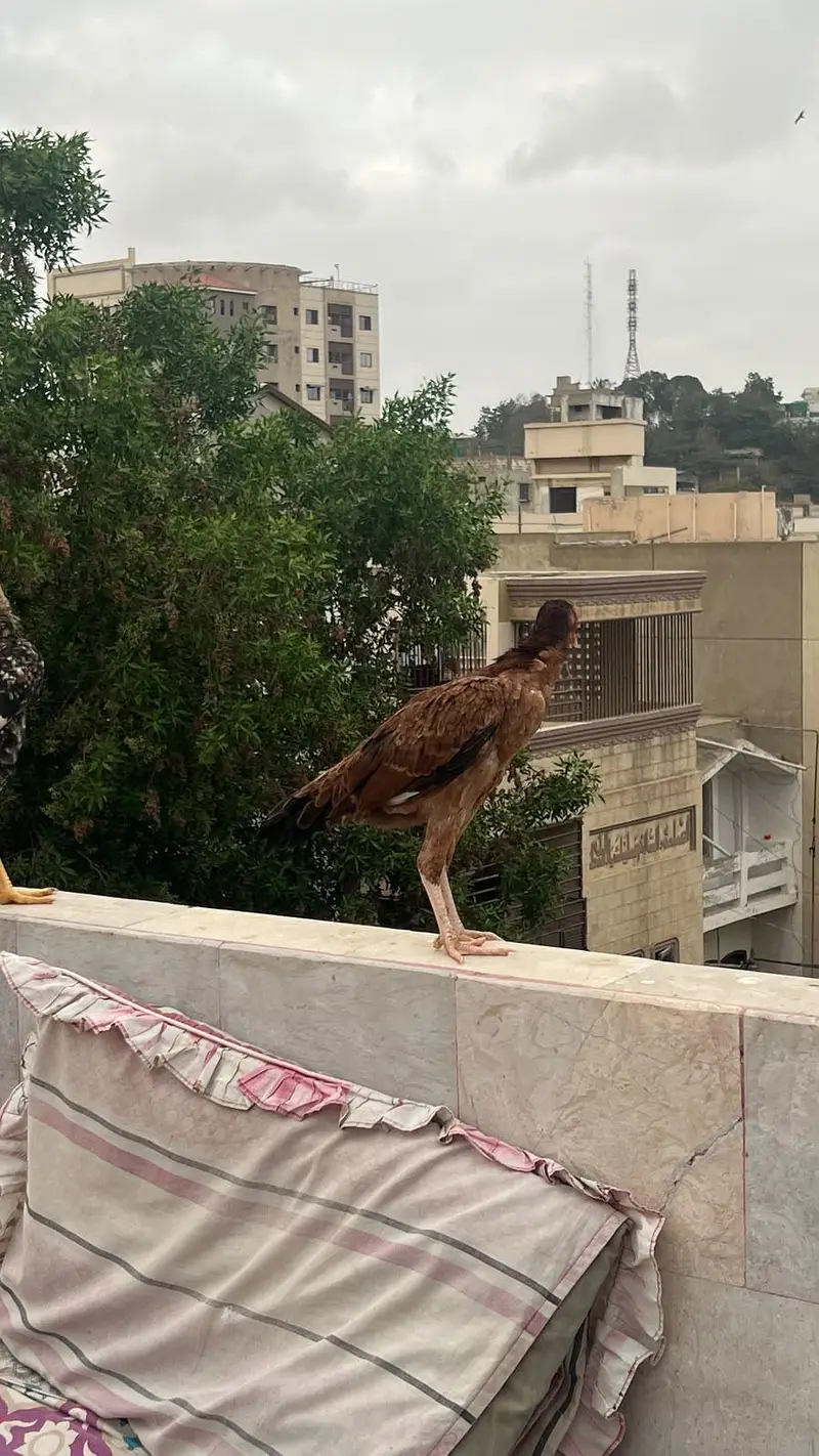 Aseel mianwali chicks | Trio for sale — photo 4