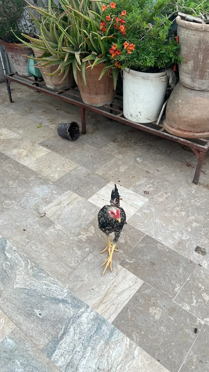Aseel mianwali chicks | Trio for sale — photo 6