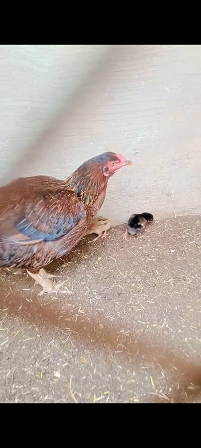 aseel sindhi with 2 chicks