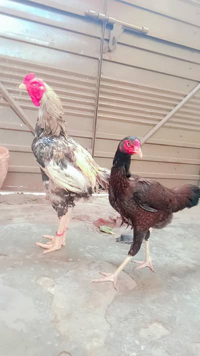 seel Murga or murgia for sale