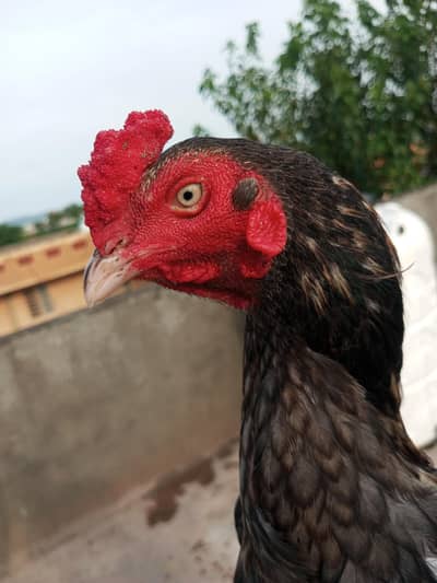 PURE ASEEL BREED