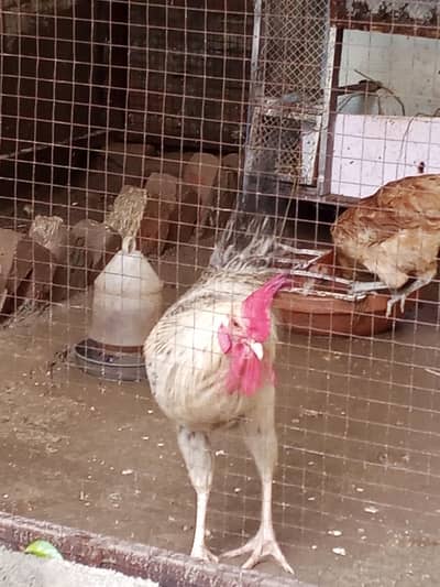 6 desi murghiyan 2 mughe total 8