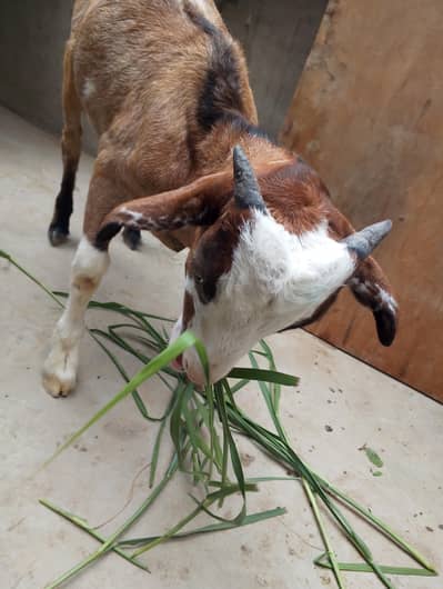 4 month Bakra hai teddy nasl ka