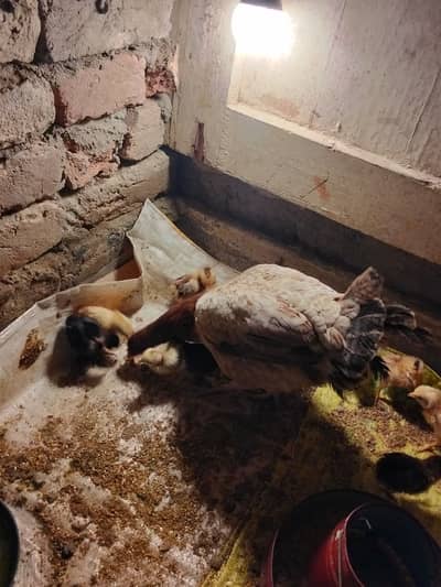Aseel Madi with 10 chicks for Sale