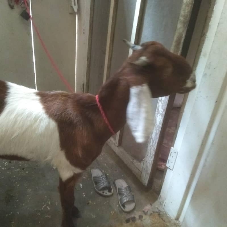 2 dant path first timer bakri 1
