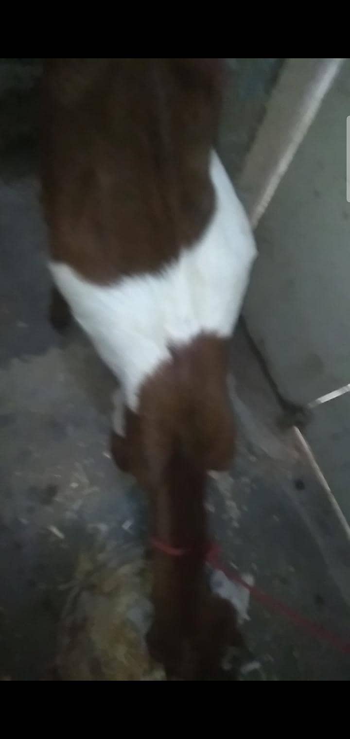 2 dant path first timer bakri 3