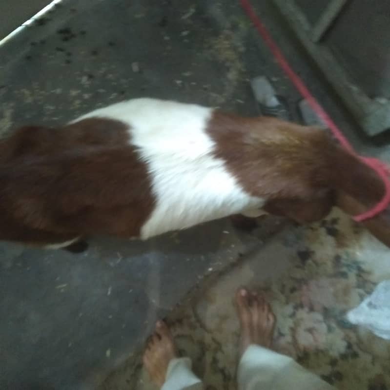 2 dant path first timer bakri 4