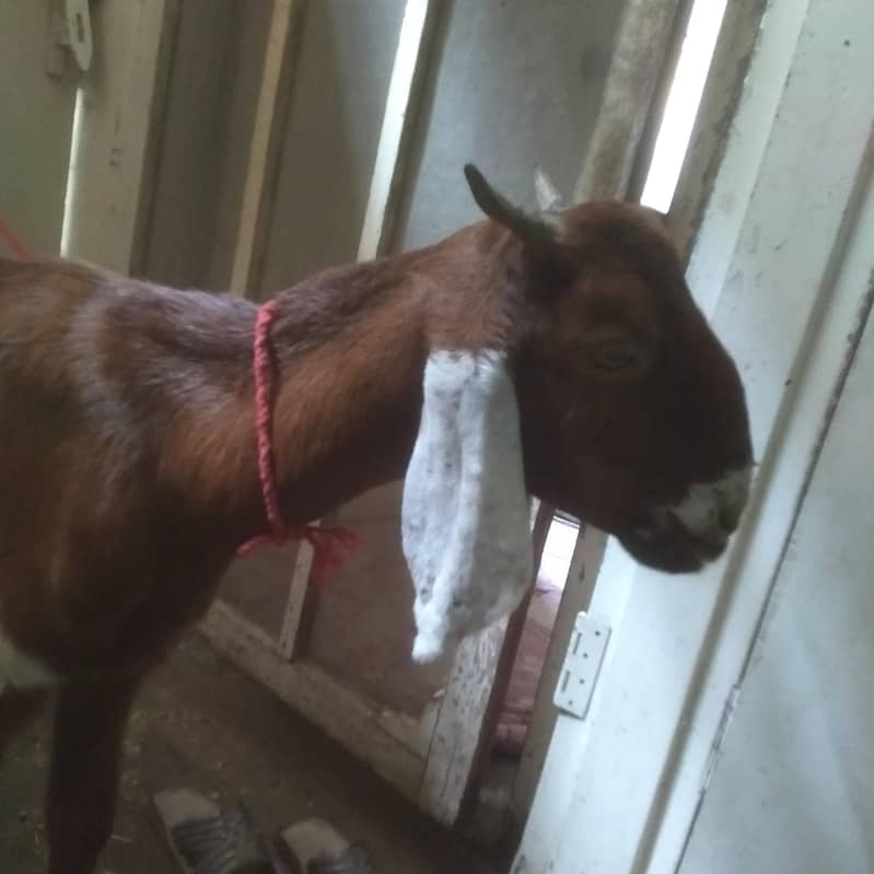 2 dant path first timer bakri 7