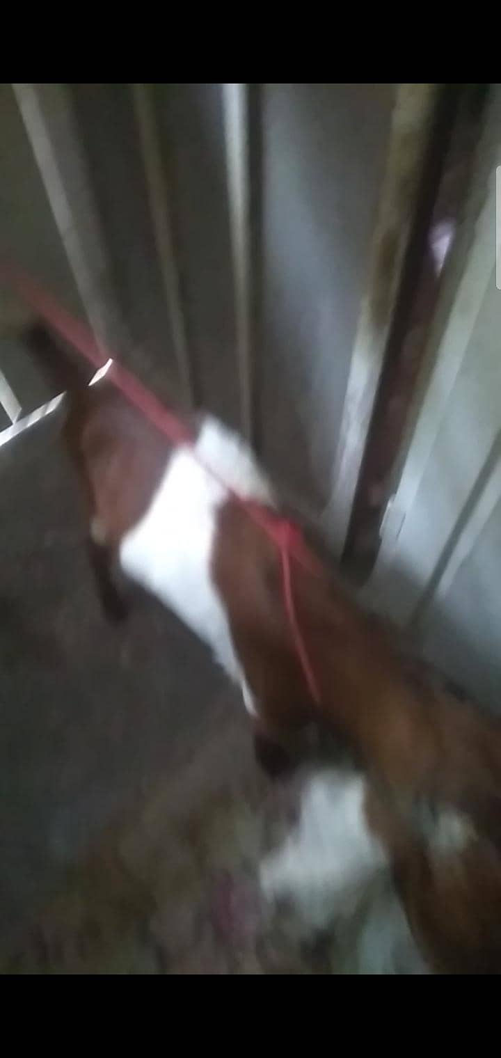 2 dant path first timer bakri 9