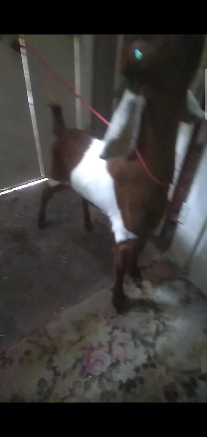2 dant path first timer bakri 10