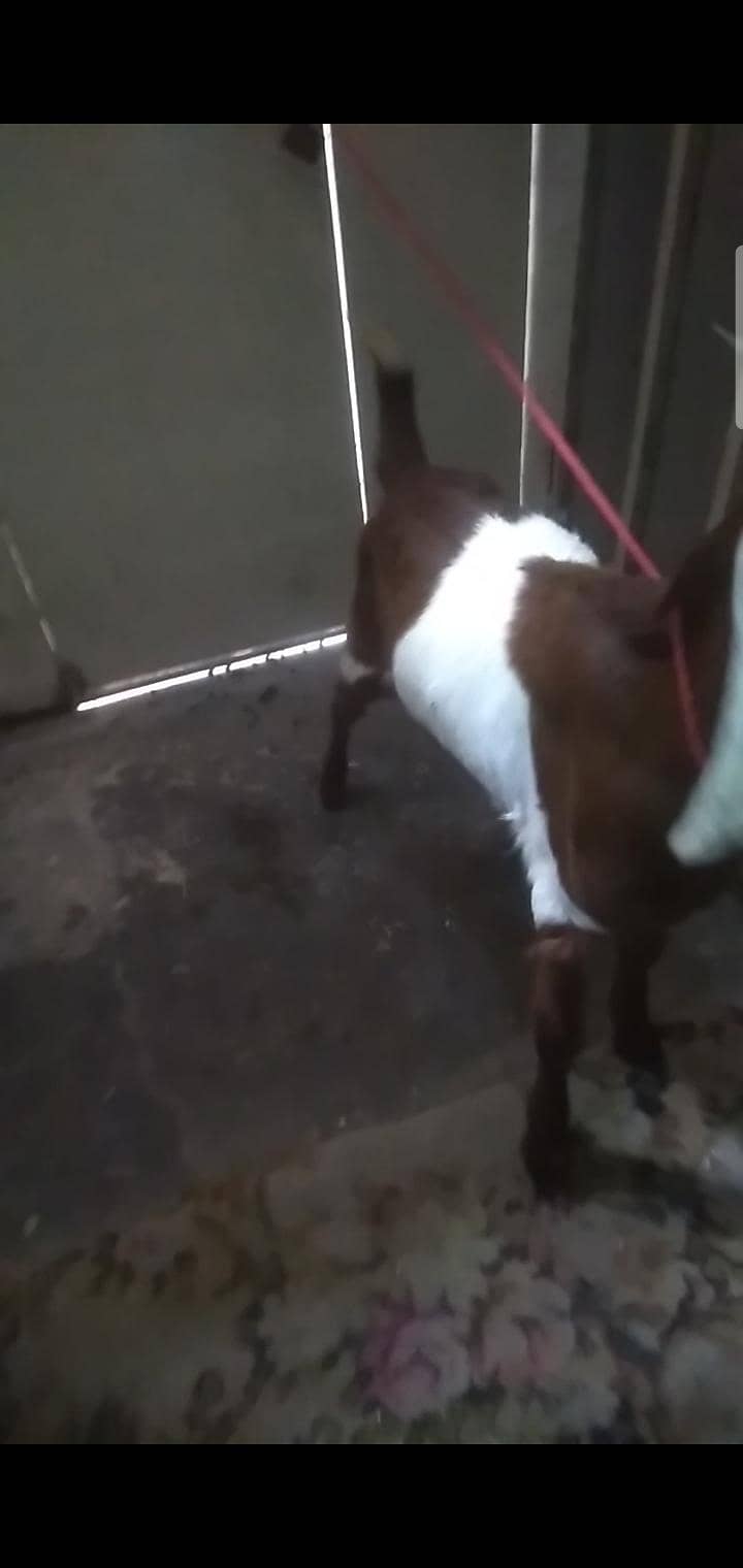2 dant path first timer bakri 11