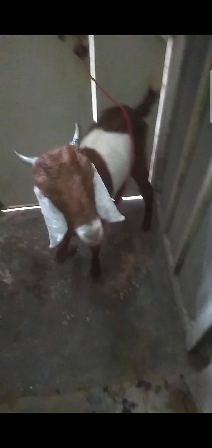 2 dant path first timer bakri 12
