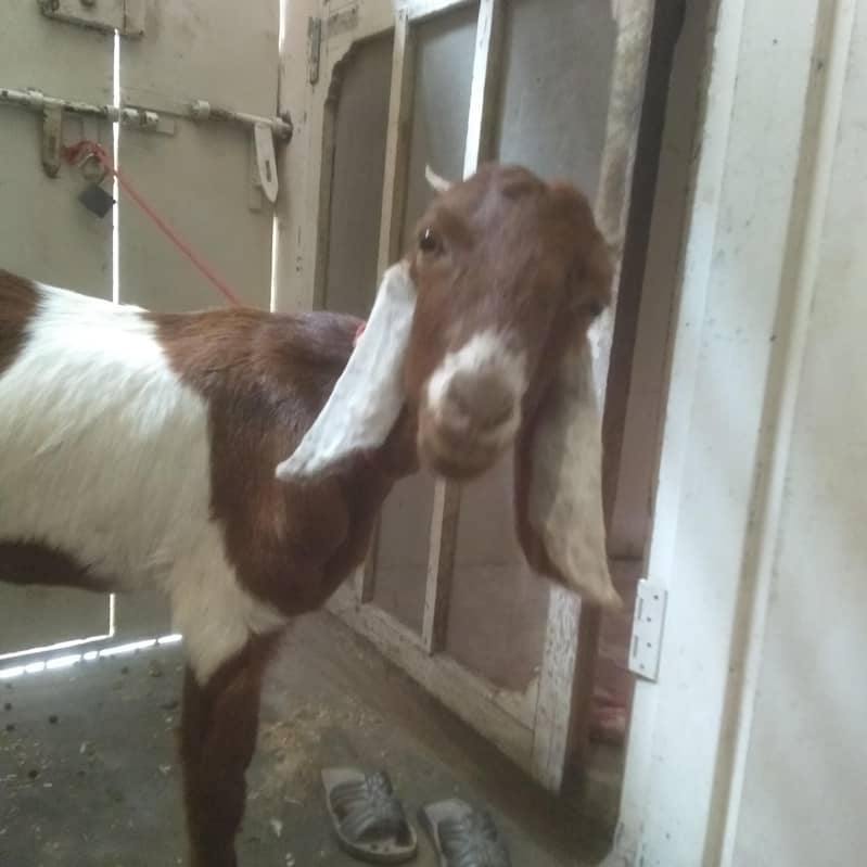 2 dant path first timer bakri 15