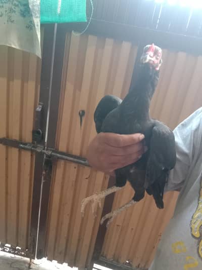 black mushki morgii for sale