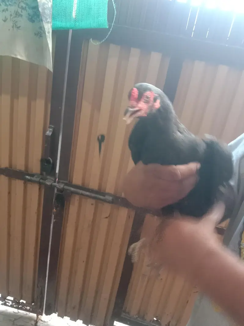 black mushki morgii for sale — photo 2