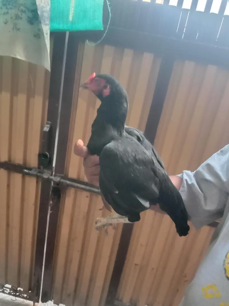 black mushki morgii for sale — photo 3
