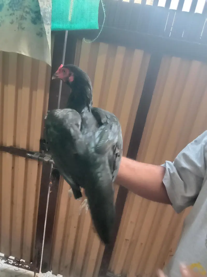 black mushki morgii for sale — photo 4
