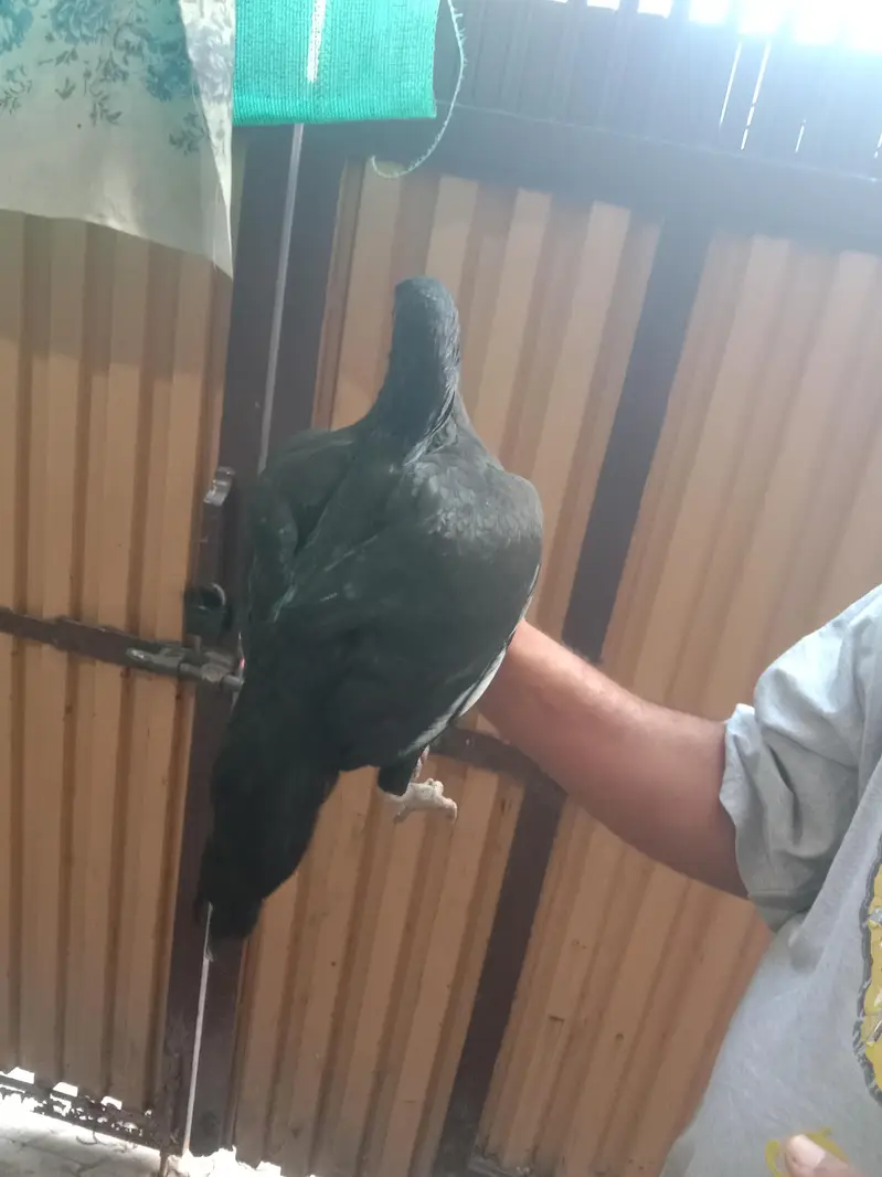 black mushki morgii for sale — photo 5