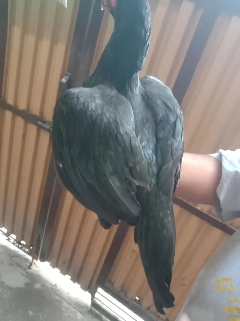 black mushki morgii for sale — photo 7