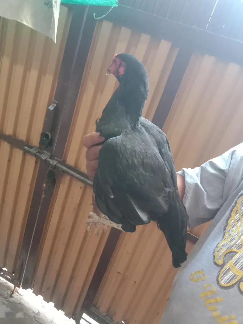 black mushki morgii for sale — photo 8