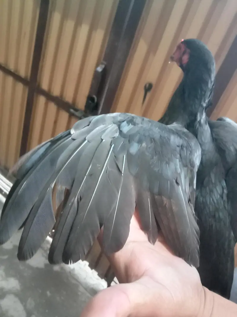 black mushki morgii for sale — photo 10
