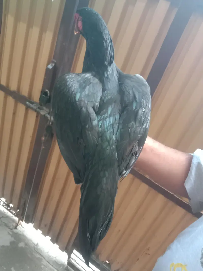black mushki morgii for sale — photo 11