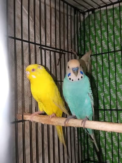Australian parrots Breader pairs healthy and active for sale