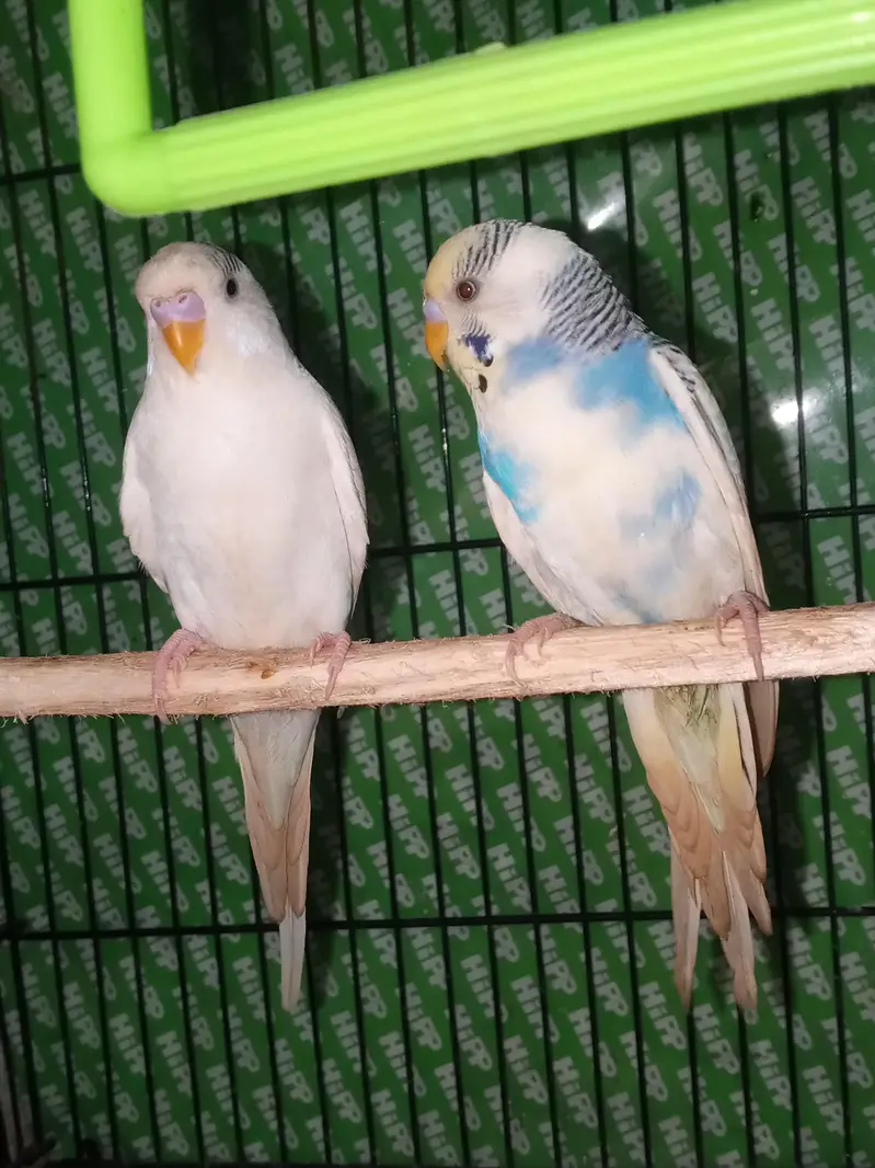 Australian parrots Breader pairs healthy and active for sale — photo 2