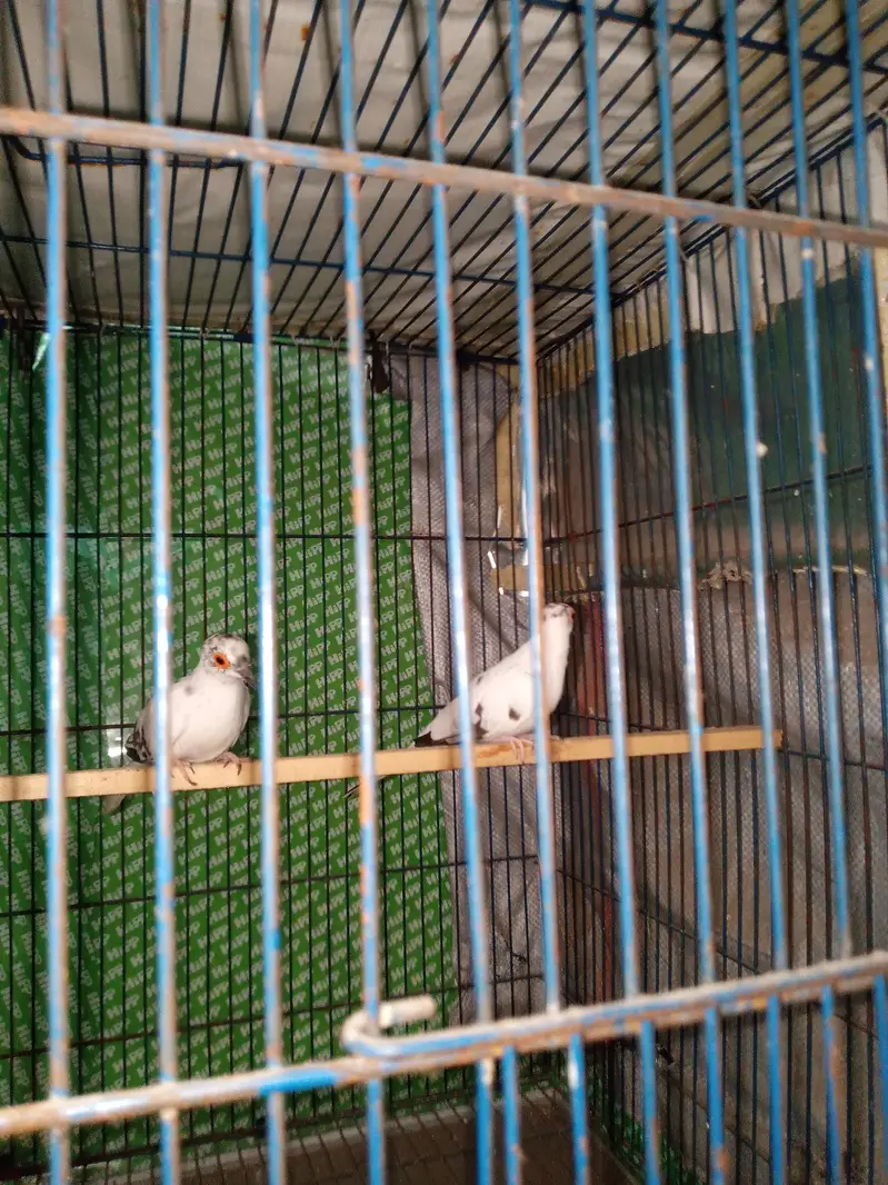 Australian parrots Breader pairs healthy and active for sale — photo 3