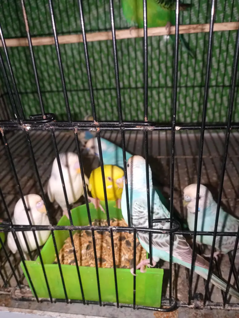 Australian parrots Breader pairs healthy and active for sale — photo 4