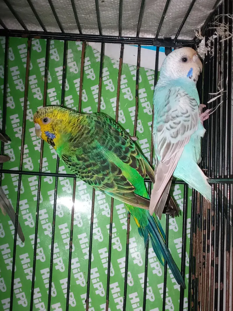 Australian parrots Breader pairs healthy and active for sale — photo 5