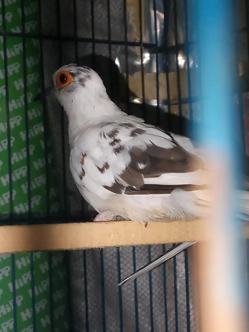 Australian parrots Breader pairs healthy and active for sale — photo 6