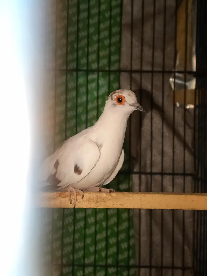 Australian parrots Breader pairs healthy and active for sale — photo 7