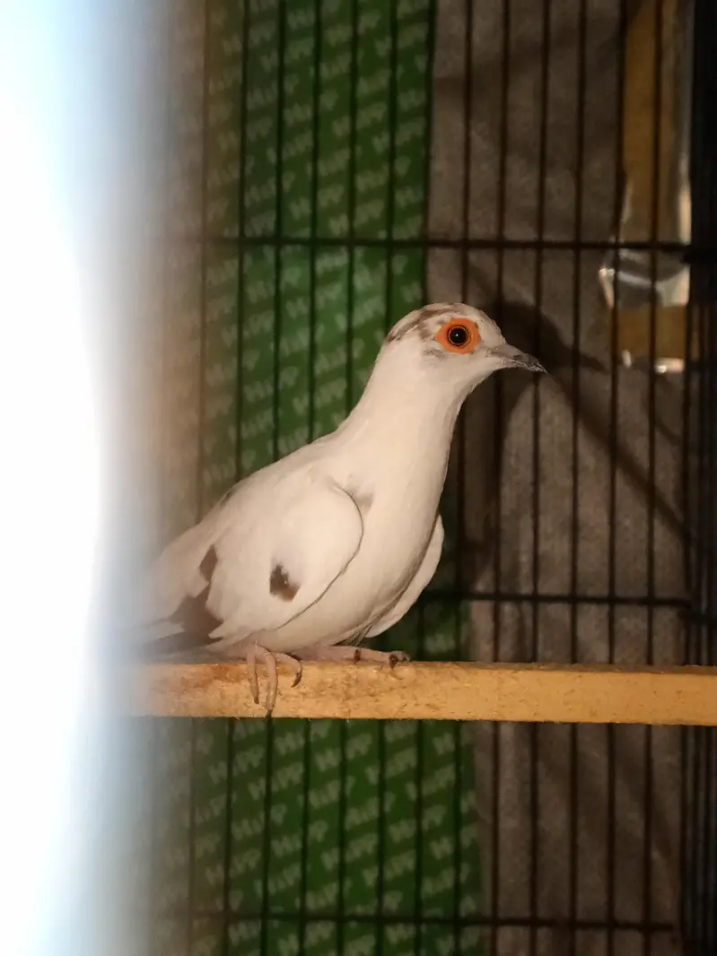 Australian parrots Breader pairs healthy and active for sale — photo 8
