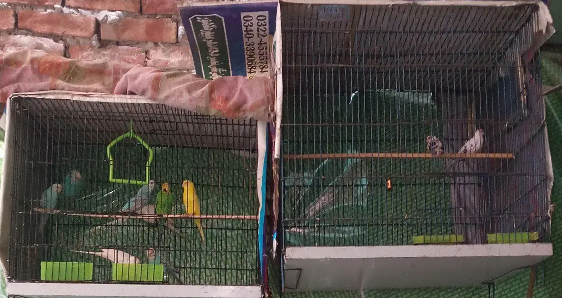 Australian parrots Breader pairs healthy and active for sale — photo 9