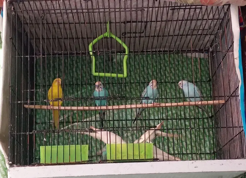 Australian parrots Breader pairs healthy and active for sale — photo 10