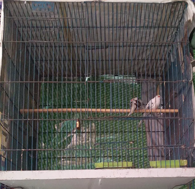 Australian parrots Breader pairs healthy and active for sale — photo 11
