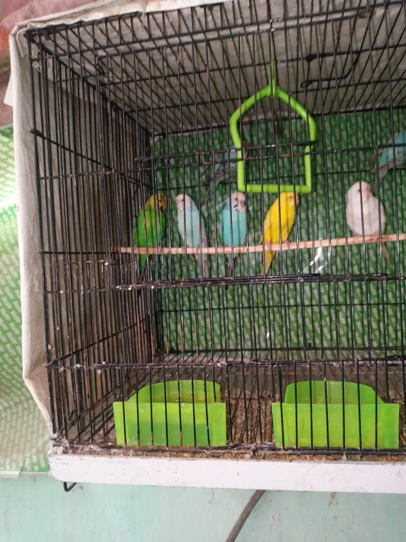 Australian parrots Breader pairs healthy and active for sale — photo 12