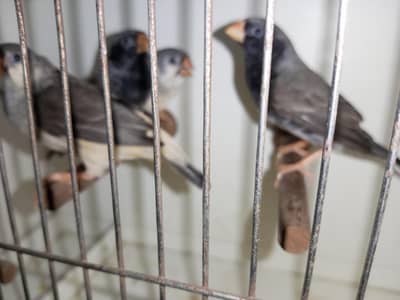 Mutation Finches