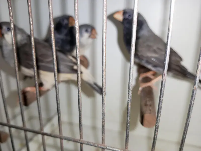 Mutation Finches