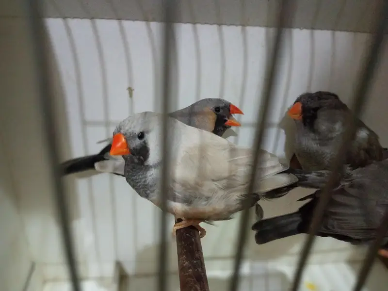 Mutation Finches — photo 2
