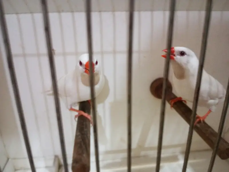 Mutation Finches — photo 3