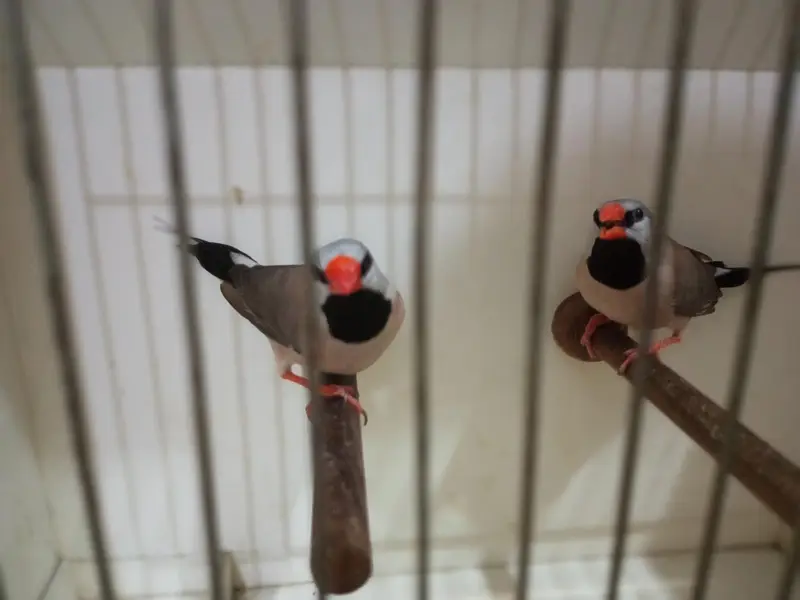 Mutation Finches — photo 4